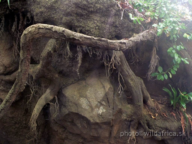 congo detail 2.jpg - Detail of river shore roots and soils.